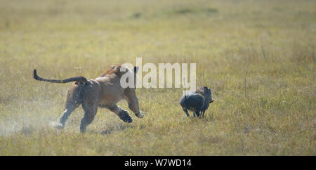 Lionne d'Afrique (Panthera leo) la poursuite d'un phacochère (Phacochoerus africanus), Delta de l'Okavango, au Botswana. Banque D'Images