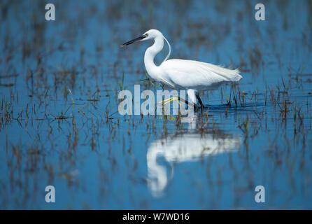 Aigrette garzette (Egretta garzetta) pataugeant dans l'eau peu profonde, Okavango Delta, Botswana. Banque D'Images