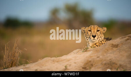 Le Guépard (Acinonyx jubatus) reposant sur une termitière, Phinda Private Game Reserve, Afrique du Sud. Banque D'Images