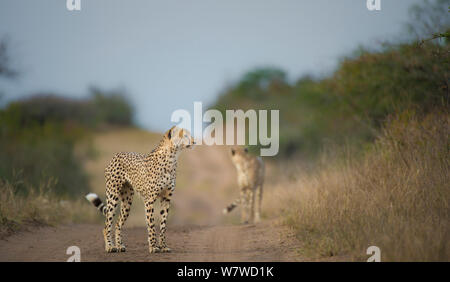 Deux guépards (Acinonyx jubatus) sur une piste, Phinda Private Game Reserve, Afrique du Sud. Banque D'Images