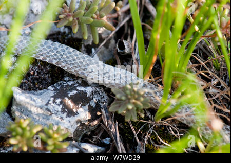 Peau de serpent slough, versé par couleuvre lisse (Coronella austriaca), Bavière, Allemagne, Août Banque D'Images