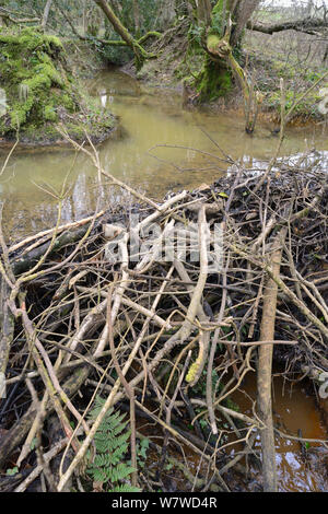 Barrage de couper les branches rongées et construits par les castors d'Eurasie (Castor fiber) à un barrage d'eau, la création d'un étang à l'intérieur d'une grande forêt humide boîtier, Devon, UK, mars. Banque D'Images