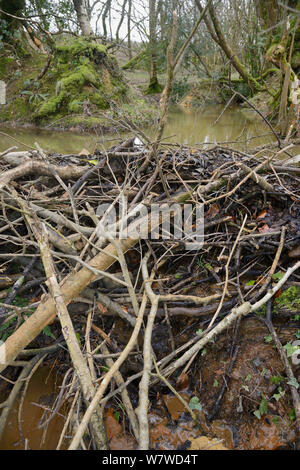 Barrage de couper les branches rongées et construits par les castors d'Eurasie (Castor fiber) à un barrage d'eau, la création d'un étang à l'intérieur d'une grande forêt humide boîtier, Devon, UK, mars. Banque D'Images