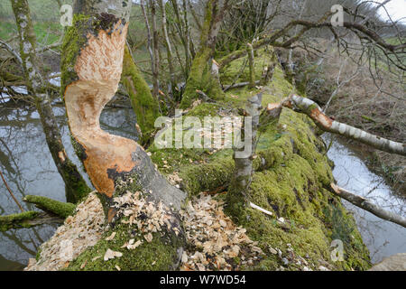 Arbres de bouleau pubescent (Betula pubescens) fortement rongés par Eurasian castor (Castor fiber) avec d'autres abattus dans l'arrière-plan, au sein d'un grand cours d'eau forestiers humides boîtier, Devon, UK, mars. Banque D'Images