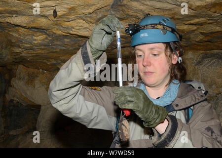 Le Dr Danielle Linton pesant un plus grand rhinolophe (Rhinolophus ferrumequinum) au cours d'une enquête de l'hibernation dans une vieille baignoire stone mine, avec un petit rhinolophe (Rhinolophus hipposideros) pendant du toit de la mine à proximité, Wiltshire, Royaume-Uni, février. Parution du modèle. Banque D'Images