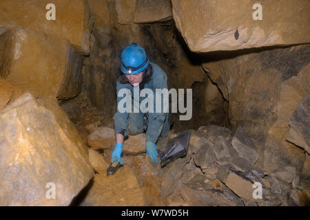 Le scientifique bat Fiona Mathews en tenant des registres de température et d'humidité dans une vieille baignoire stone mine pendant une enquête de l'hibernation pour plus de rhinolophes (Rhinolophus ferrumequinum) avec un petit rhinolophe (Rhinolophus hipposideros) accroché sur le mur de la carrière à proximité, baignoire et au nord-est du Somerset, Royaume-Uni, janvier. Parution du modèle. Banque D'Images