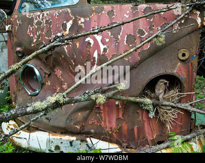 Redwing (Turdus iliacus) nourrir les jeunes au nid dans la vieille voiture, voiture Volkswagen Bastnas cimetière, Suède, mai. Banque D'Images