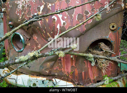 Redwing (Turdus iliacus) nourrir les jeunes au nid dans la vieille voiture, voiture Volkswagen Bastnas cimetière, Suède, mai. Banque D'Images