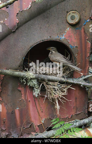 Redwing (Turdus iliacus) nourrir les jeunes au nid dans la vieille voiture, voiture Volkswagen Bastnas cimetière, Suède, mai. Banque D'Images