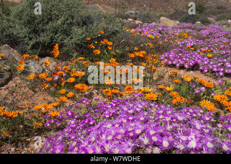 Drosanthemum hispidum Beetle (marguerites) et des fabriques de glace (Drosanthemum hispidum) en fleurs, près de l'Okiep, Namaqualand, Northern Cape, Afrique du Sud, août. Banque D'Images