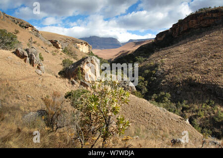 Vue vers la montagne Château géants partiellement en nuage, Drakensberg, Kwazulu-Natal, Afrique du Sud, juillet 2009. Banque D'Images