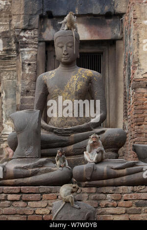 Macaque à longue queue (Macaca fascicularis) mâle et femelle juvénile de la soie dentaire dents avec les cheveux humains volés de touristes du Monkey Temple, Phra Prang Sam Yot, Lopburi, Thaïlande. Banque D'Images