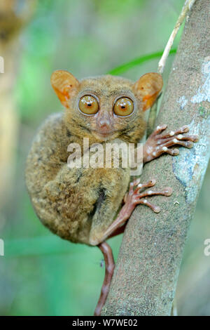 Carlito syrichta tarsier des Philippines (portrait), captive, Tarsier des Philippines et Wildlife Sanctuary, Bohol, Philippines. Banque D'Images