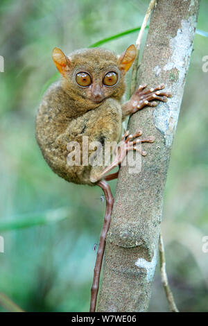 Carlito syrichta tarsier des Philippines (portrait), captive, Tarsier des Philippines et Wildlife Sanctuary, Bohol, Philippines. Banque D'Images