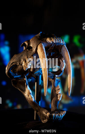Smilodon, le tigre à dents crâne réplique, réplique d'une fonte trouvée à La Brea Tar pits, Los Angeles, Californie, USA. Banque D'Images