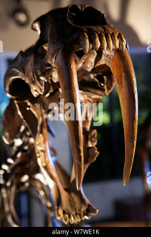 Smilodon, le tigre à dents crâne réplique avec d'énormes canines - cast réplique d'un trouvé à La Brea Tar pits, Los Angeles, Californie, USA. Banque D'Images
