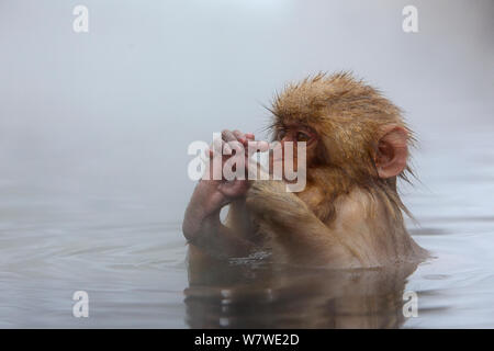 Macaque japonais (Macaca fuscata) juvenile jouant avec pied Hot Spring à Jigokudani Yaenkoen,, Nagano, Japon, février. Banque D'Images