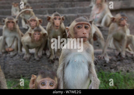 Les macaques à longue queue (Macaca fascicularis) groupe de jeunes sur les mesures du Monkey Temple, Phra Prang Sam Yot, Lopburi, Thaïlande. Banque D'Images