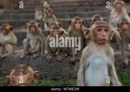 Les macaques à longue queue (Macaca fascicularis) groupe de jeunes sur les mesures du Monkey Temple, Phra Prang Sam Yot, Lopburi, Thaïlande. Banque D'Images