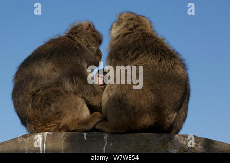 Macaque de Barbarie (Macaca sylvanus) hommes avec bébé, comme un comportement pour réduire l'agressivité et la forme des liens sociaux, Upper Rock zone de la Réserve Naturelle de Gibraltar, Gibraltar, juin. Banque D'Images