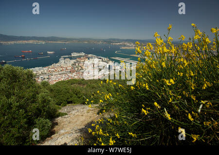 Balai espagnol (Catégorie : Augmente Melangez junceum) fleur avec Gibraltar en dessous, Upper Rock, Rock of Gibraltar, Royaume-Uni. Banque D'Images