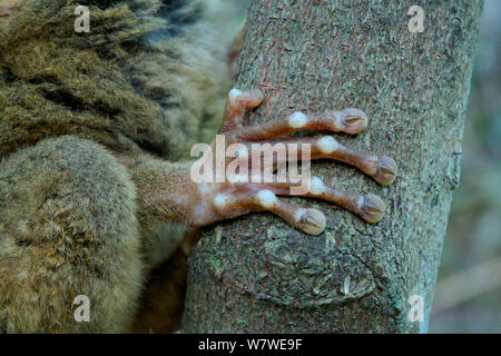 Syrichta tarsier des Philippines (Carlito) close up of hand, captive, Tarsier des Philippines et Wildlife Sanctuary, Bohol, Philippines. Banque D'Images