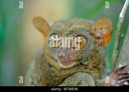 Tarsier des Philippines (Carlito syrichta Tarsier des Philippines, en captivité) et Wildlife Sanctuary, Bohol, Philippines. Banque D'Images