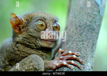 Tarsier des Philippines (Carlito syrichta Tarsier des Philippines, en captivité) et Wildlife Sanctuary, Bohol, Philippines. Banque D'Images