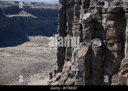 Le grimpeur en falaise Français Coulee, une gorge et système de la cataracte laissé par les grandes inondations de l'âge de glace. La rivière Columbia, région du Plateau central Washington, USA, septembre 2012. Banque D'Images