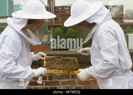 Les apiculteurs à la recherche à un rayon à miel des ruches sur le toit de Manchester Museum, Manchester, Royaume-Uni, juin 2014. Banque D'Images