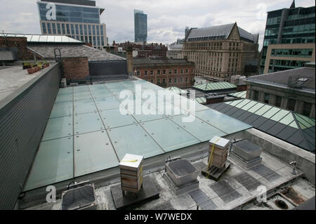 Apiculteur avec des ruches sur le toit de la galerie d'Art de Manchester, Angleterre, Royaume-Uni, juin 2014. Banque D'Images