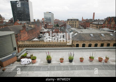 Des pots de miel de Vipérine commune (Echium vulgare) et la ciboulette (Allium schoenoprasum) sur les toits en milieu urbain afin d'encourager les abeilles à miel résident, galerie d'Art de Manchester, Angleterre, Royaume-Uni, juin 2014. Banque D'Images