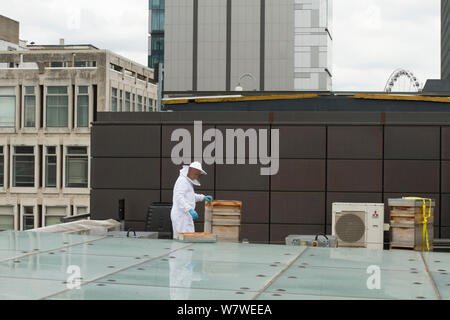 Apiculteur avec urticaire sur toit de la Manchester Art Gallery, Manchester, Angleterre, Royaume-Uni, juin 2014. Banque D'Images