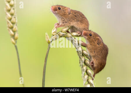 Micromys minutus (la souris), Royaume-Uni, juin, captive. Banque D'Images