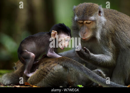 Macaque à longue queue (Macaca fascicularis) bébé de 2 à 4 semaines à l'affiche tandis que sa mère se toilette un autre. Parc national de Bako, Sarawak, Bornéo, Malaisie. Apr 2010. Banque D'Images