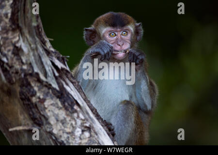 Macaque à longue queue (Macaca fascicularis) jeunes de 12 à 18 mois de l'écorce de levage sur un arbre mort à la recherche de nourriture . Parc national de Bako, Sarawak, Bornéo, Malaisie. Apr 2010. Banque D'Images