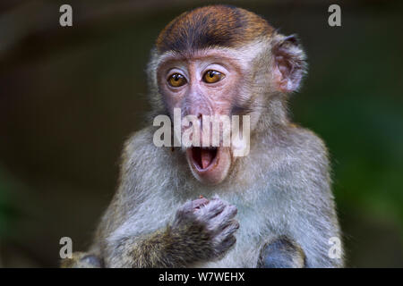 Macaque à longue queue (Macaca fascicularis) jeunes âgés de 12 à 18 mois, la suppression de la nourriture de sa joue pour se nourrir de sachets - portrait. Parc national de Bako, Sarawak, Bornéo, Malaisie. Mar 2010. Banque D'Images