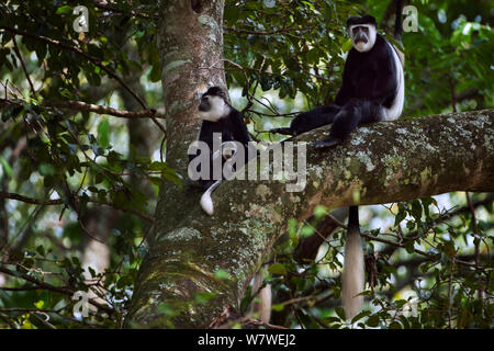L'est le noir et blanc (Colobus guereza Colobus) de sexe féminin, âgés de 2 à 3 mois avec bébé assis avec mâle mature dans un arbre. Forêt de Kakamega au sud, Province de l'Ouest, au Kenya Banque D'Images