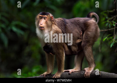 Le sud ou Sunda à queue de cochon macaque (Macaca nemestrina) femme debout sur une branche avec son bébé dans son ventre. Wild mais l'habitude d'être nourris par la population locale. Parc national de Gunung Leuser, Sumatra, Indonésie. Banque D'Images