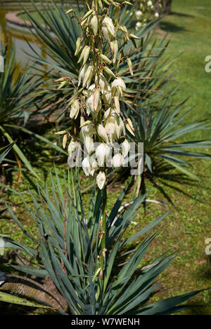 Yucca aloifolia en fleur Banque D'Images