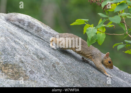 L'écureuil gris (Sciurus carolinensis) sur un rocher. L'Acadia National Park, Maine, USA, Août Banque D'Images