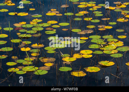 Nénuphar odorant (Nymphaea odorata). L'Acadia National Park, Maine, USA, octobre Banque D'Images