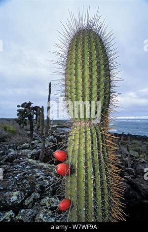 Cactus candélabre géant (Jasminocereus thouarsii) fructification, Côte Sud, l'île de Santa Cruz, Galapagos Banque D'Images