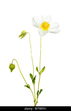 À feuilles de sauge (Cistus salviifolius Rock Rose) en fleur, Villarroya forêt, La Rioja. L'Espagne, juin. Meetyourneighbors.net projet. Banque D'Images