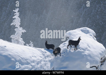 Chamois (Rupicapra rupicapra carpatica) groupe dans la neige, montagnes Ceahlau, Roumanie. Janvier Banque D'Images