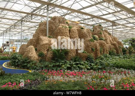 Vue d'un 26 mètres de long de ses sculptures en montagne à partir de 20 000 kilogrammes de plantes gingembre lors d'une expo à Huang county, ville d'Anyang, le centre de la Chine, il Banque D'Images
