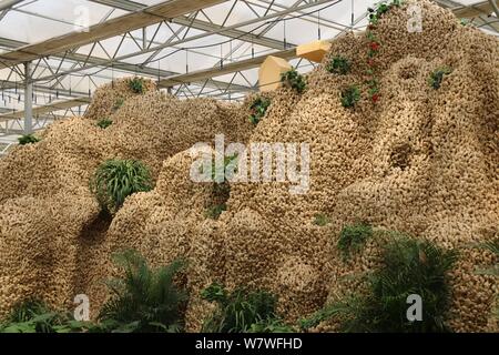 Vue d'un 26 mètres de long de ses sculptures en montagne à partir de 20 000 kilogrammes de plantes gingembre lors d'une expo à Huang county, ville d'Anyang, le centre de la Chine, il Banque D'Images