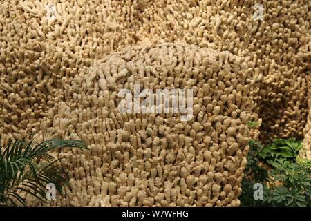 Vue d'un 26 mètres de long de ses sculptures en montagne à partir de 20 000 kilogrammes de plantes gingembre lors d'une expo à Huang county, ville d'Anyang, le centre de la Chine, il Banque D'Images