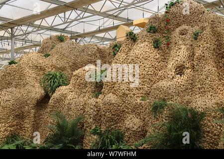 Vue d'un 26 mètres de long de ses sculptures en montagne à partir de 20 000 kilogrammes de plantes gingembre lors d'une expo à Huang county, ville d'Anyang, le centre de la Chine, il Banque D'Images
