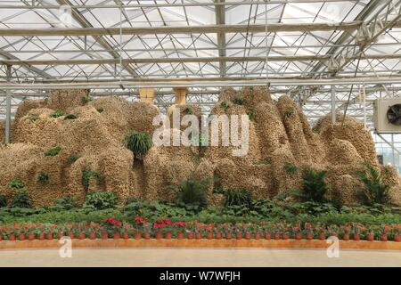 Vue d'un 26 mètres de long de ses sculptures en montagne à partir de 20 000 kilogrammes de plantes gingembre lors d'une expo à Huang county, ville d'Anyang, le centre de la Chine, il Banque D'Images